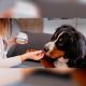 Movoflex Dog - Joint supplement for dogs