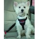 Clix - Car Safe dog seatbelt