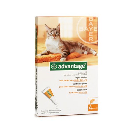 Advantage flea medication for cats