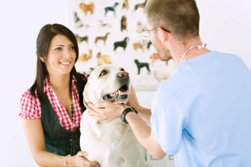 Pet advice and answers form vet